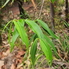 Secamone elliptica