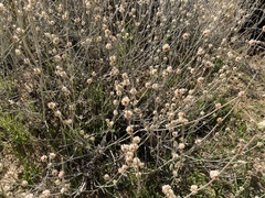 Eriogonum elongatum