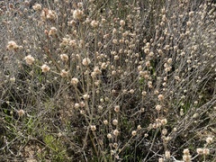 Eriogonum elongatum