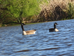 Branta canadensis maxima