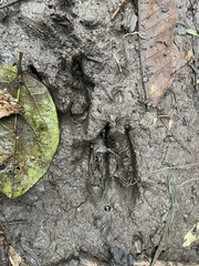 Odocoileus virginianus