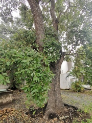 Quercus oleoides
