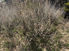 Eriogonum elongatum