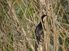 Microcarbo melanoleucos brevirostris