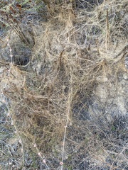 Cuscuta californica