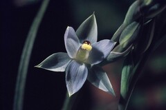 Thelymitra hatchii