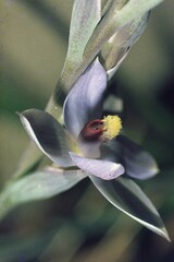 Thelymitra hatchii