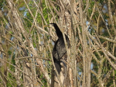 Microcarbo melanoleucos brevirostris