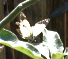 Belenois creona severina