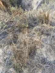 Cuscuta californica
