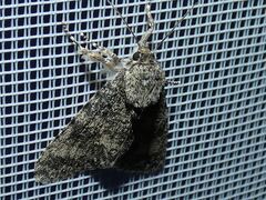 Acronicta megacephala