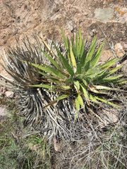 Yucca decipiens