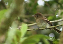 Lathrotriccus euleri