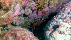 Telmatactis cricoides