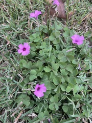 Oxalis articulata