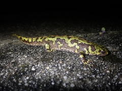 Triturus marmoratus