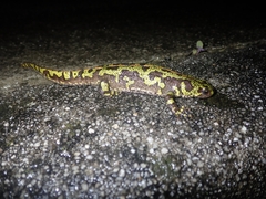 Triturus marmoratus