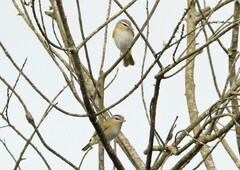 Vireo chivi
