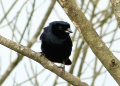 Tachyphonus coronatus