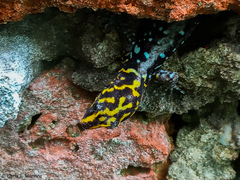 Gonatodes caudiscutatus