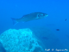 Dicentrarchus labrax