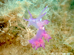 Flabellina affinis