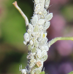 Brevicoryne brassicae