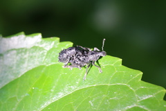 Megalometis spinifer