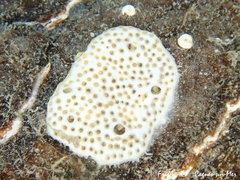 Lissoclinum perforatum