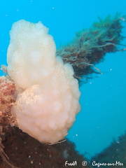 Phallusia mammillata