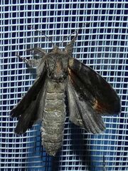 Notodonta dromedarius