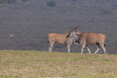 Tragelaphus oryx oryx