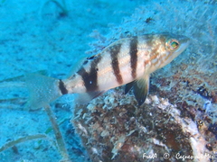 Serranus hepatus