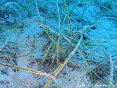 Zostera