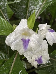 Ruellia tubiflora