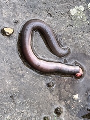 Annelida