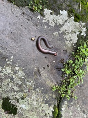 Annelida