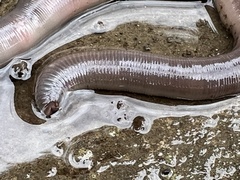Annelida