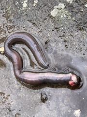 Annelida
