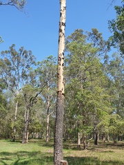 Corymbia tessellaris