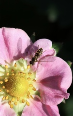 Toxomerus vertebratus