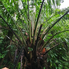Elaeis oleifera