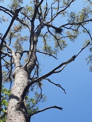 Corymbia intermedia