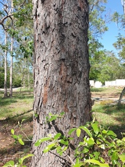 Corymbia intermedia