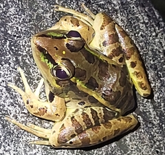 Lithobates brownorum
