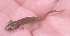 Desmognathus conanti