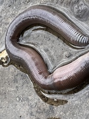 Annelida