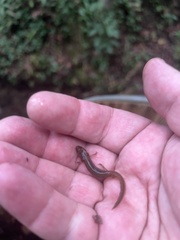 Desmognathus conanti
