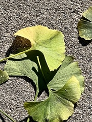 Ginkgo biloba
