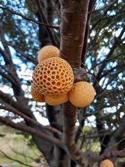 Cyttaria hariotii